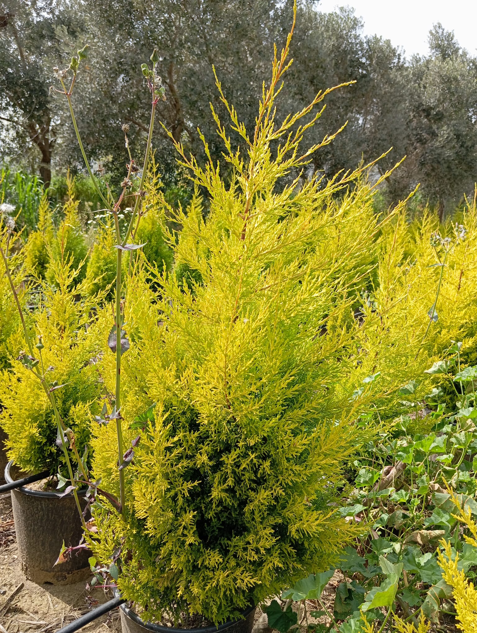 Gülşah Botanik Garden