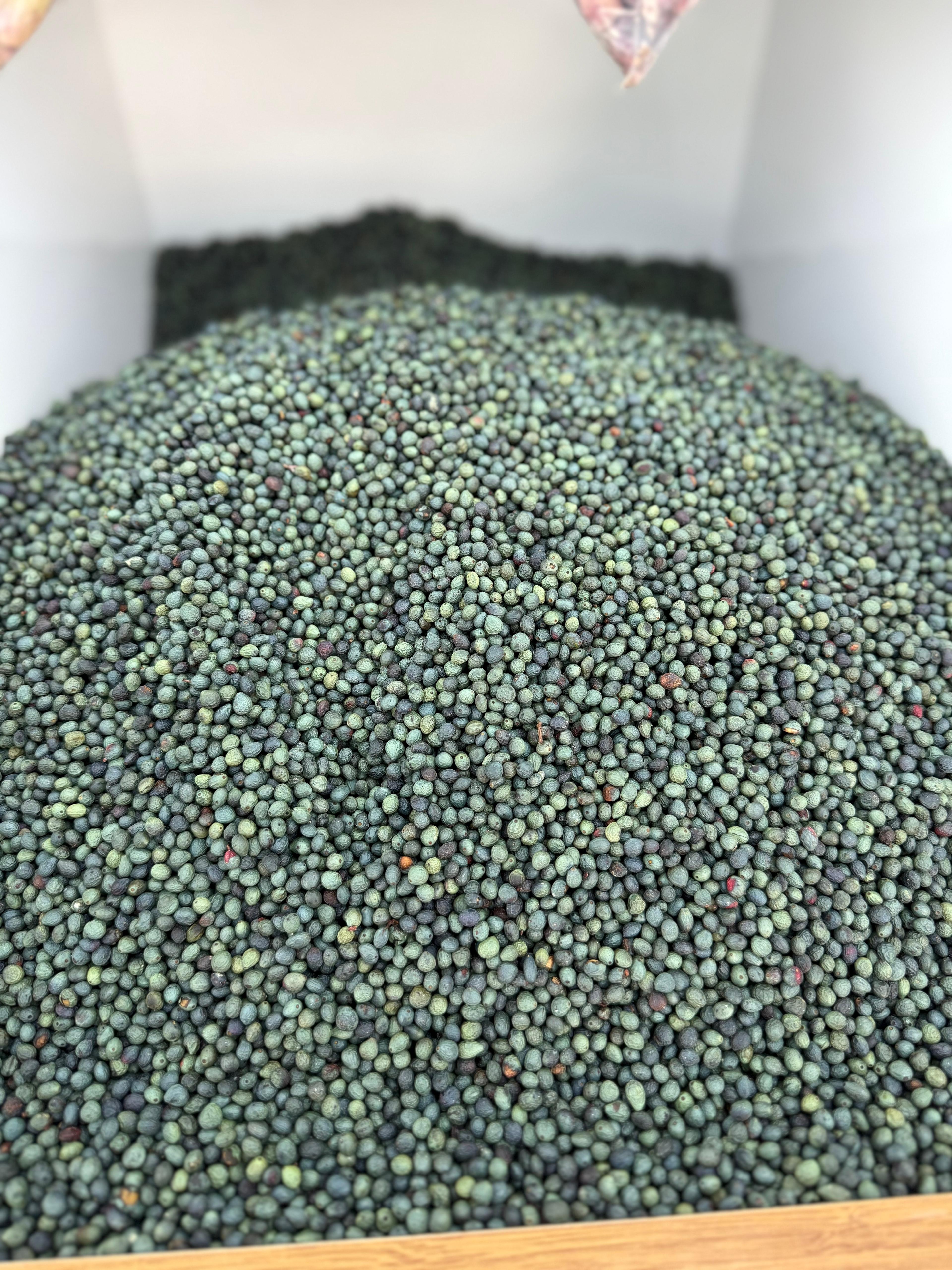 Bereket Şire Dünyası 