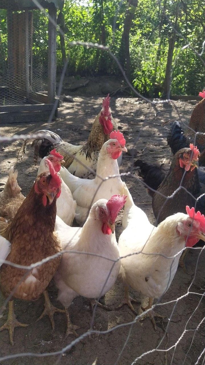 Özyay Hayvancılık