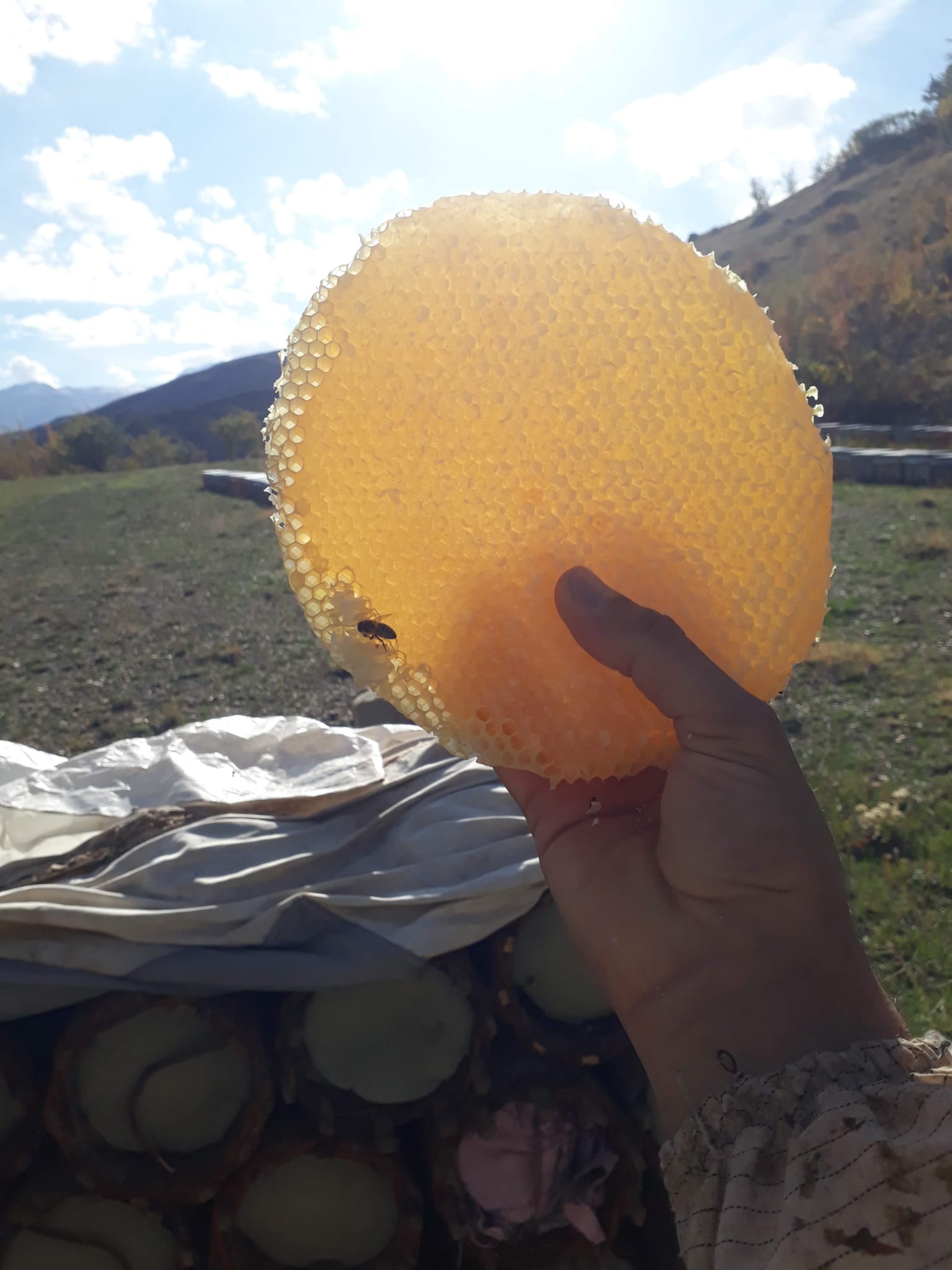 Saklı Arıcılık