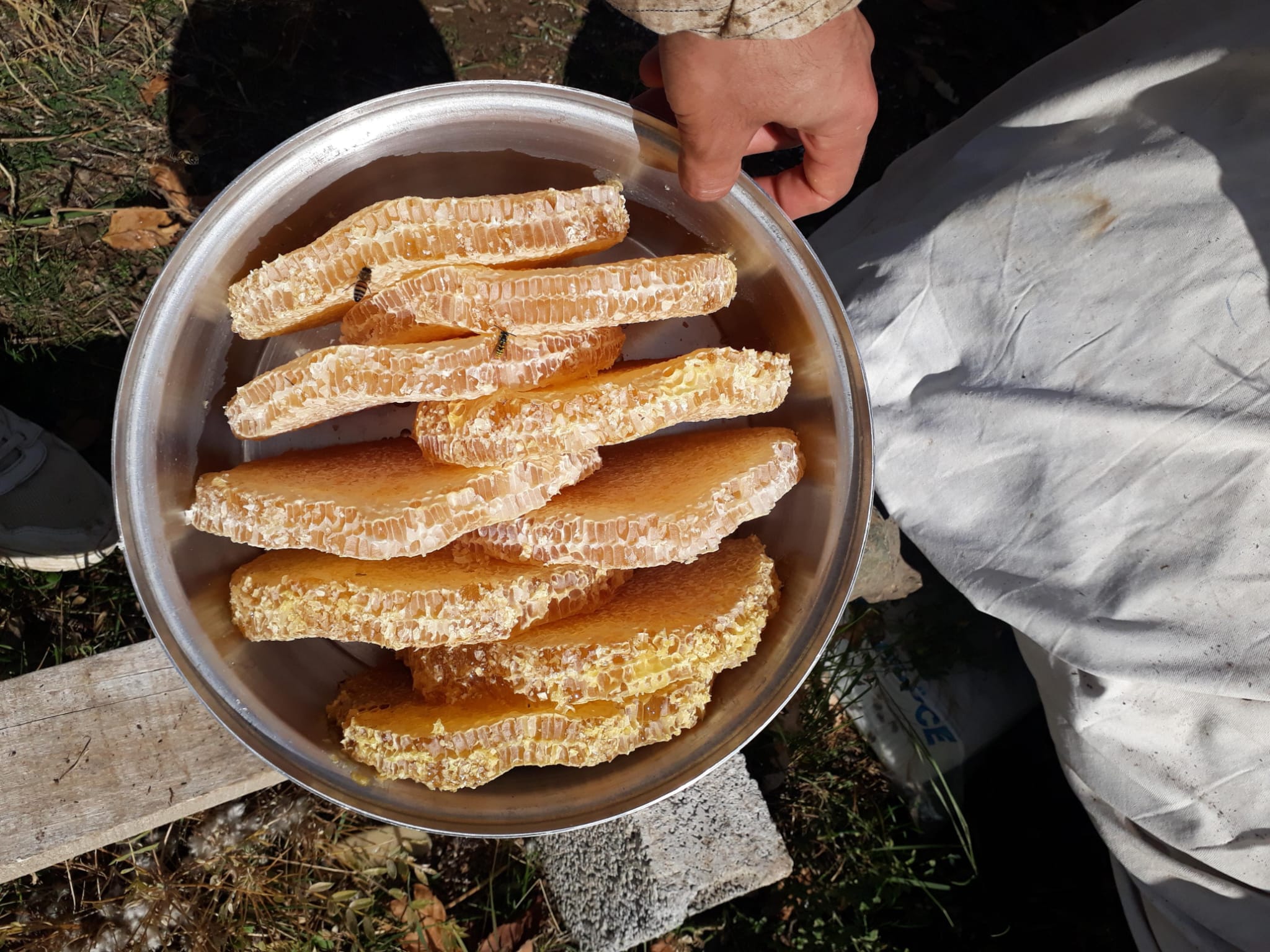 Saklı Arıcılık