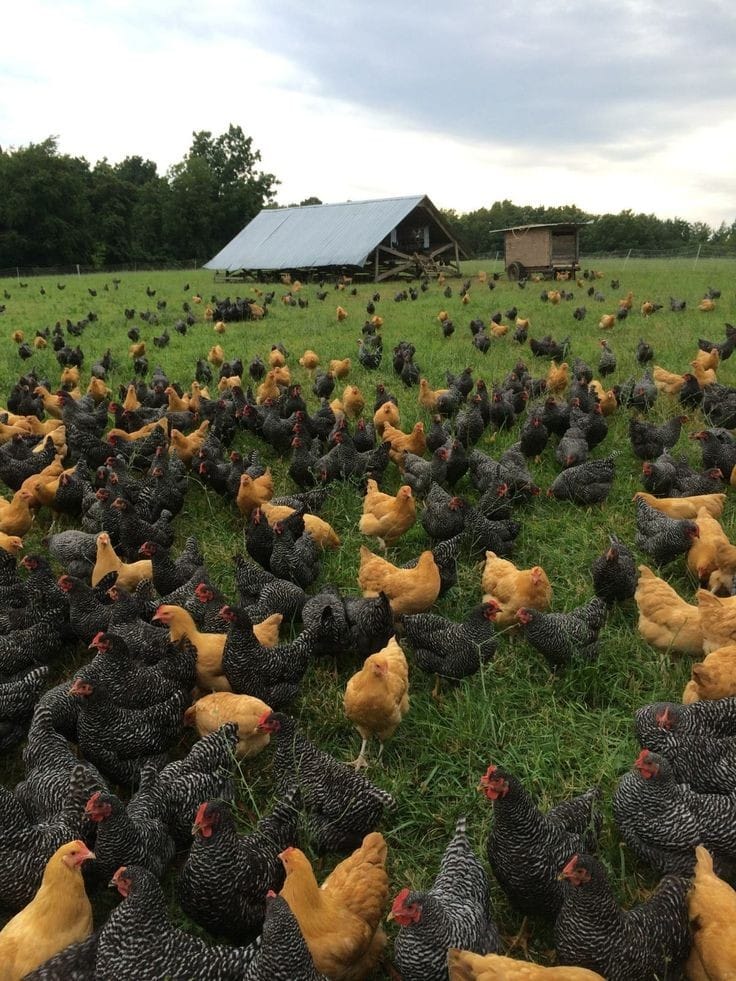 Özyay Hayvancılık