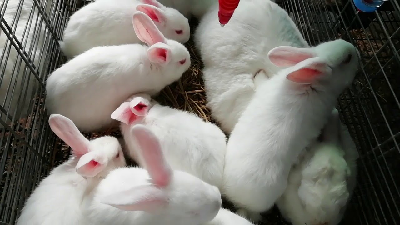 Özyay Hayvancılık