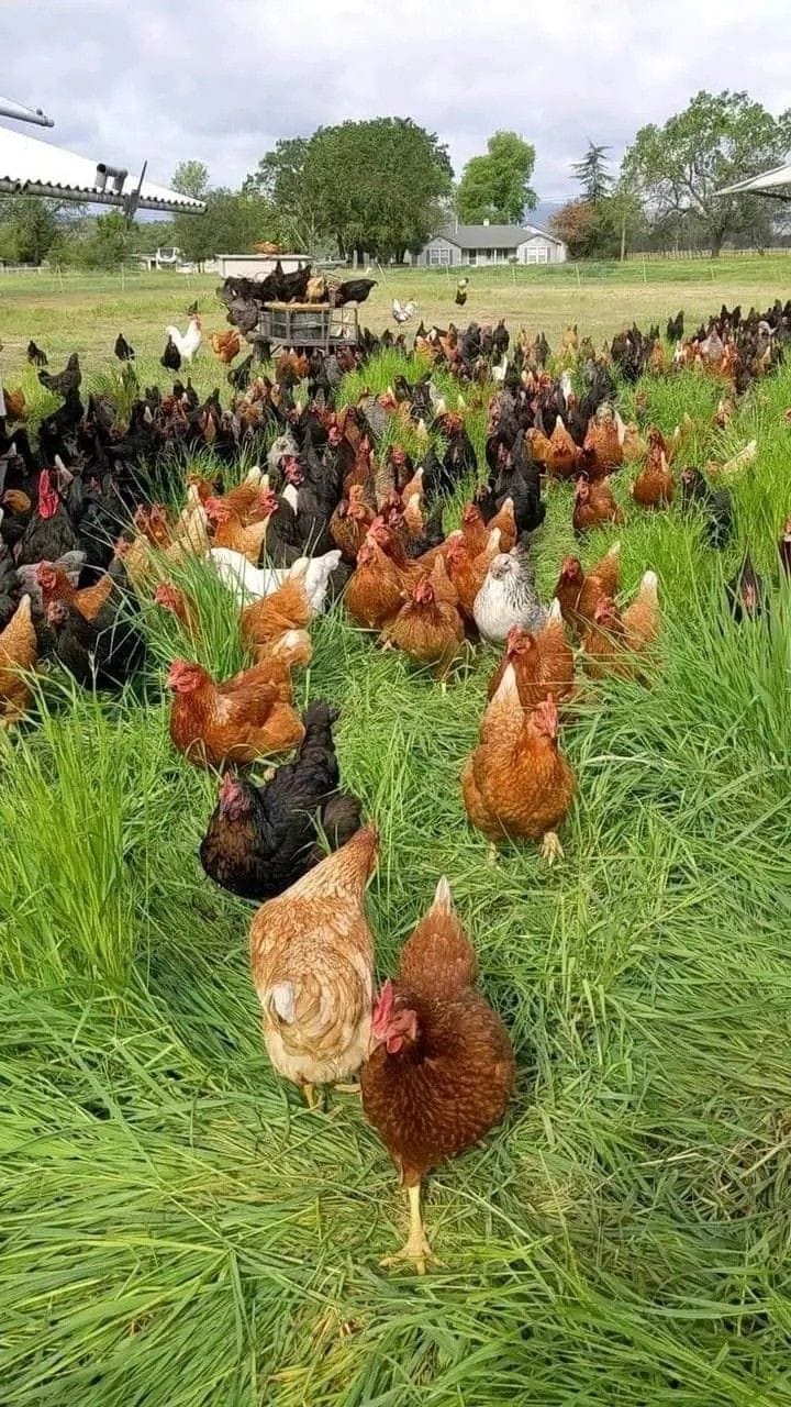 Özyay Hayvancılık