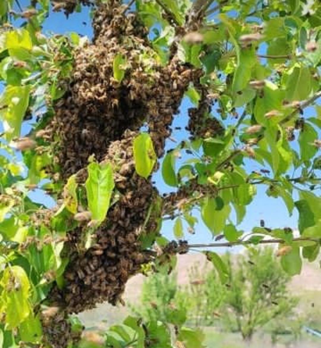 Karataş Arıcılık Bal Arı Üretim