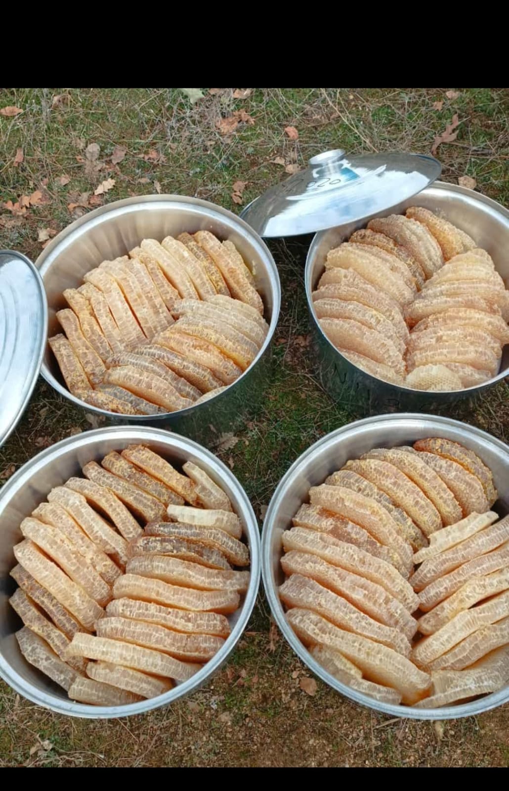 Saklı Arıcılık