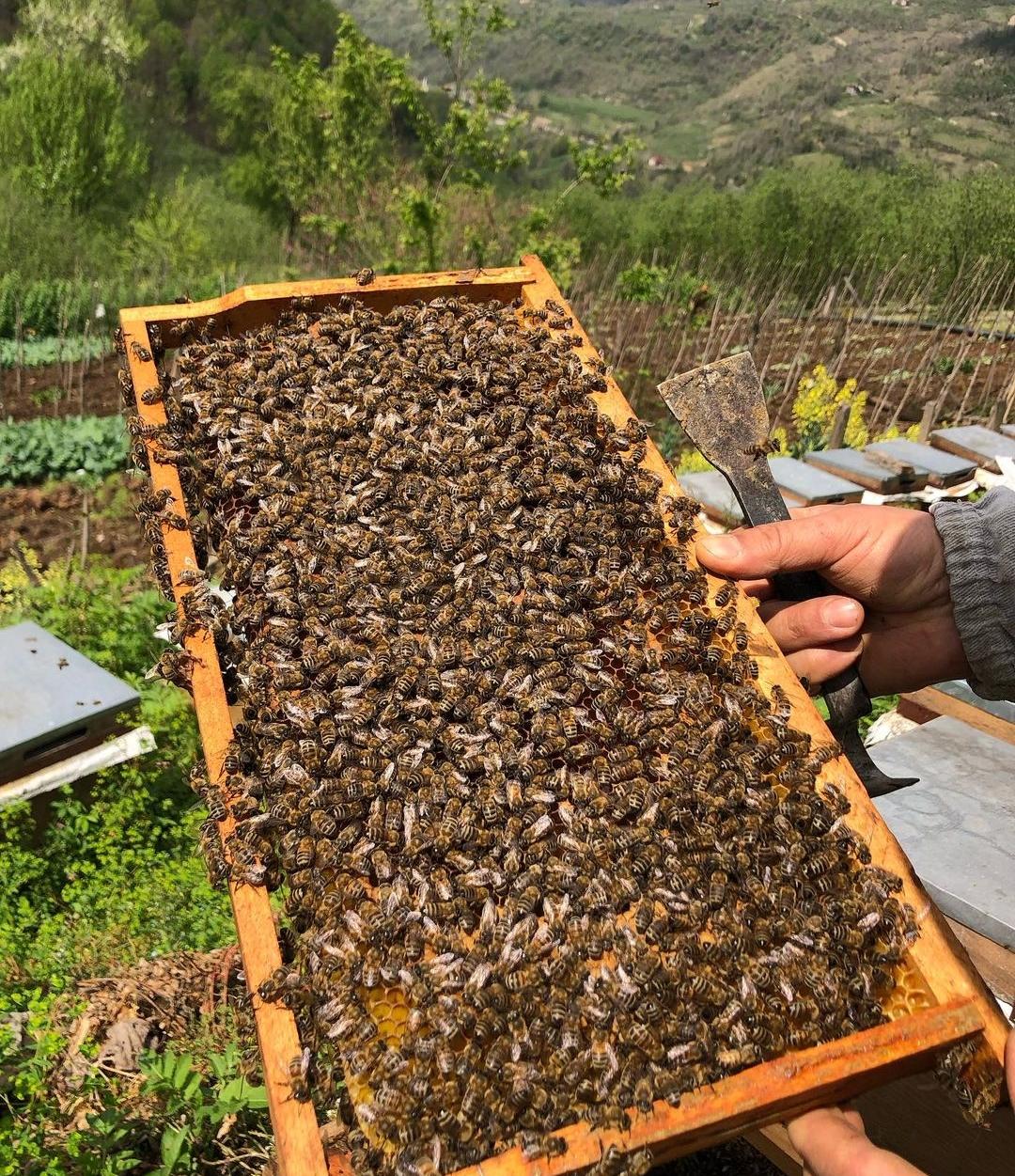 Karataş Arıcılık Bal Arı Üretim