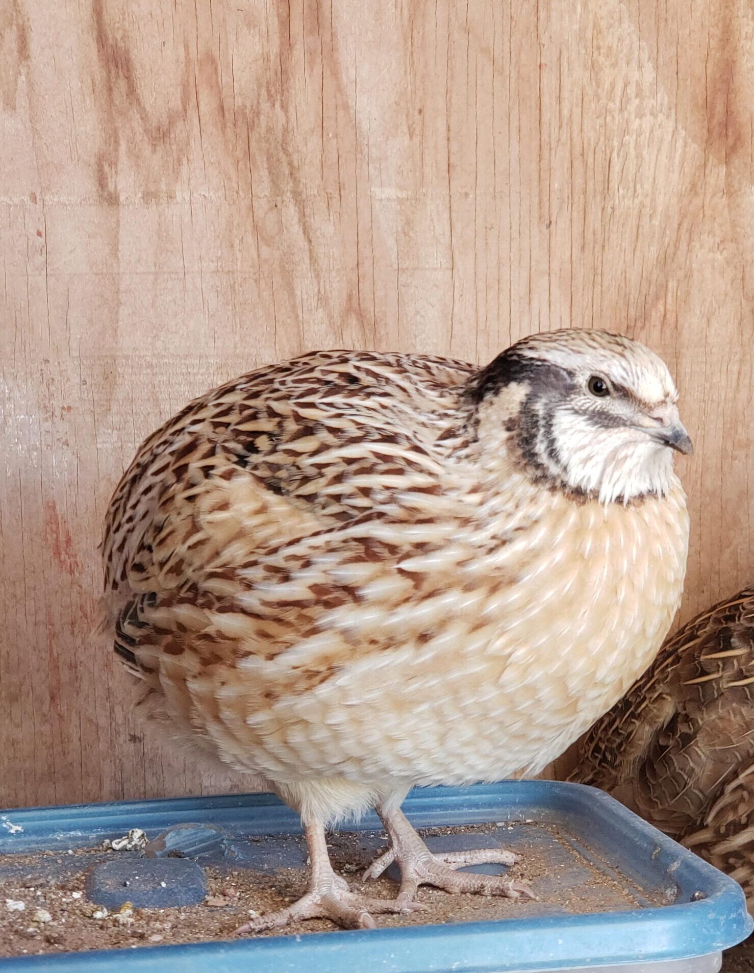 Özyay Hayvancılık