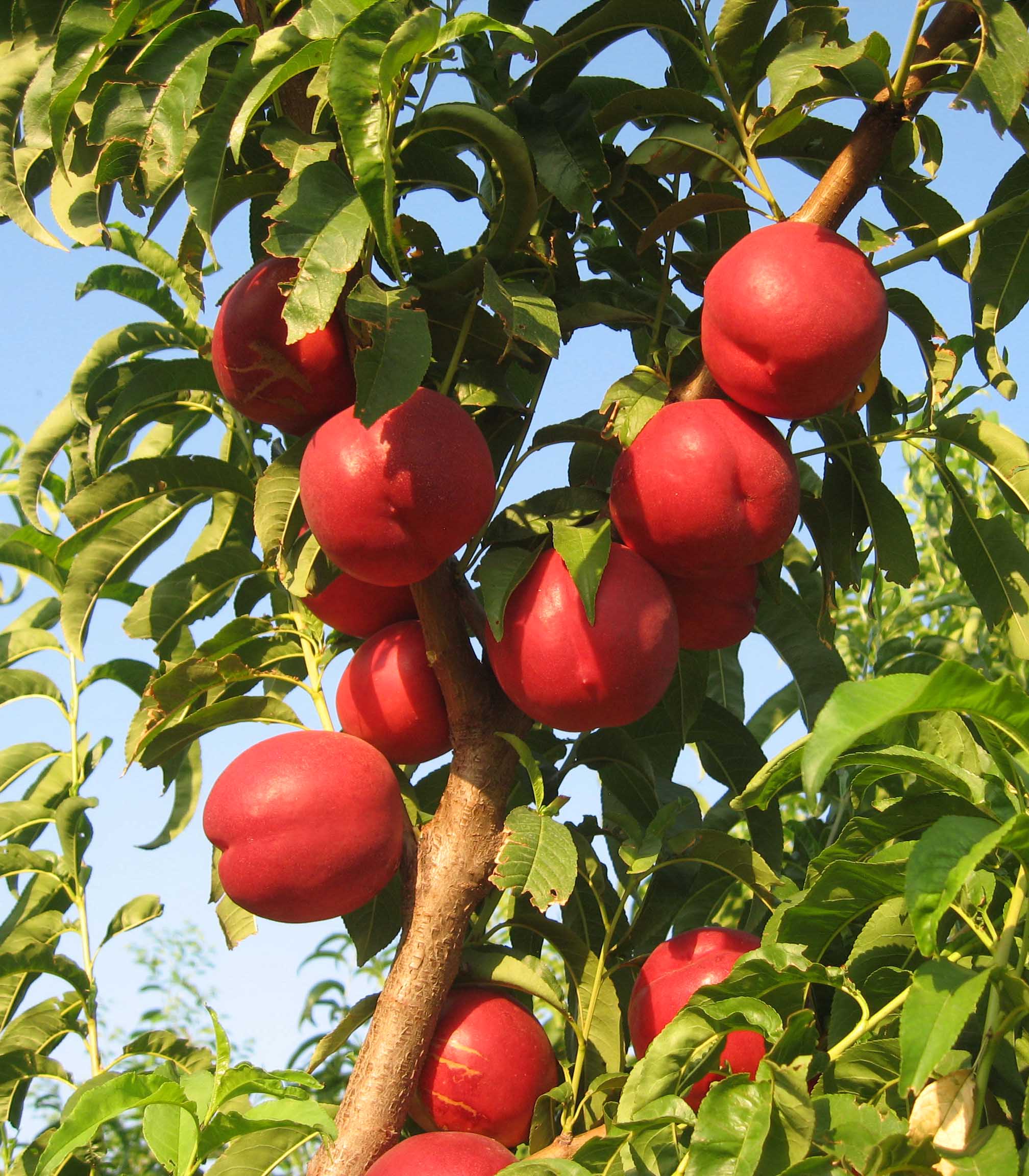Natura Peyzaj