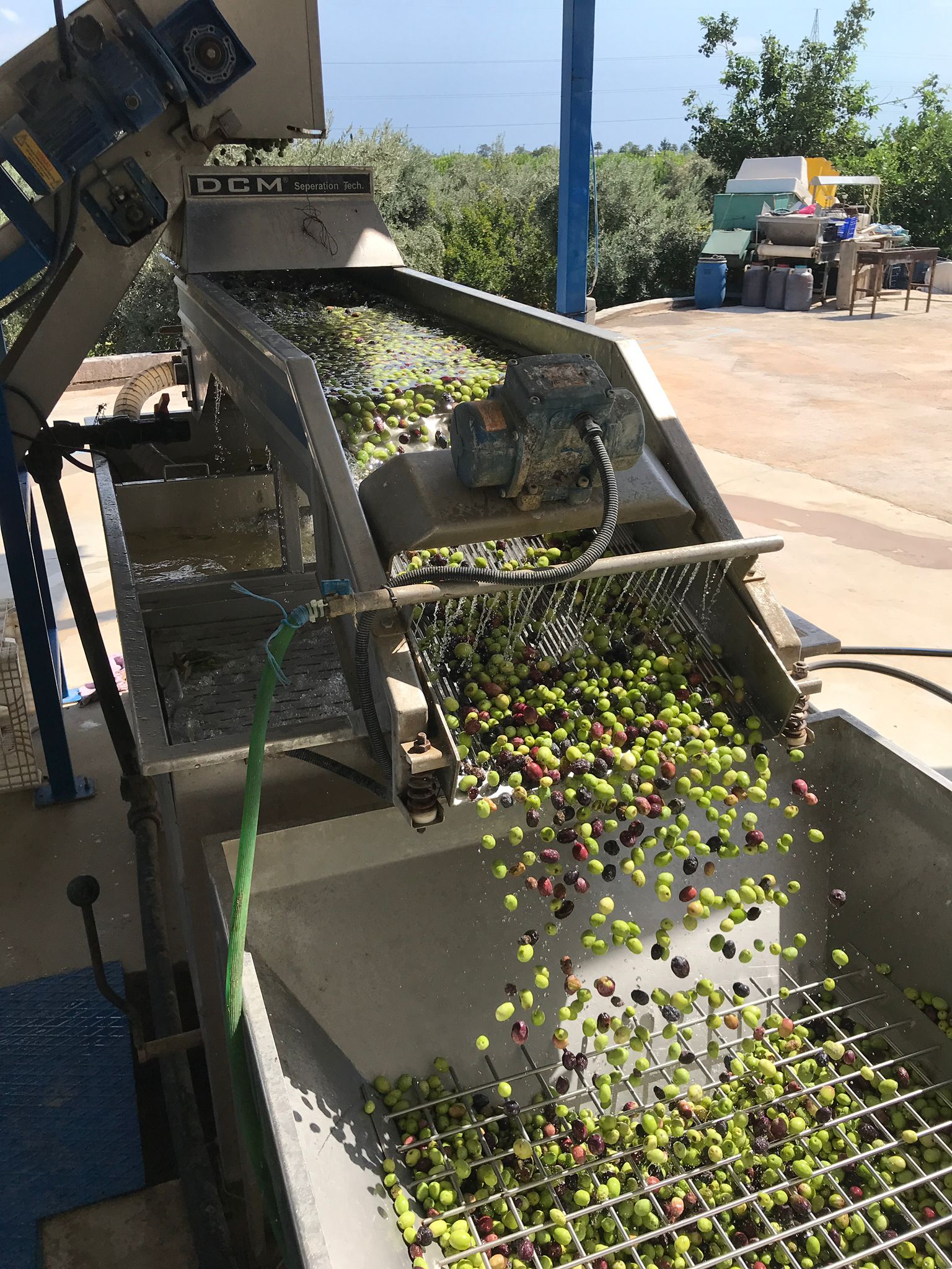 Dalından Sofranıza Esençay Natural Sızma Zeytinyağı