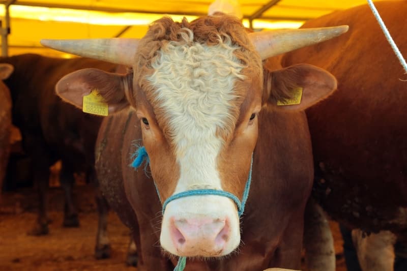 Mengü Besi Çiftliği