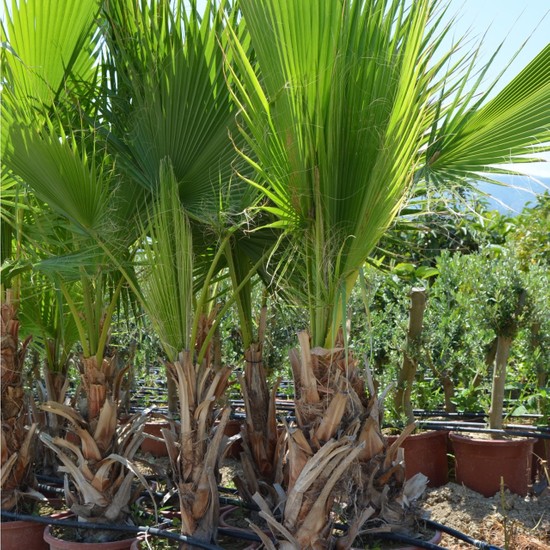 Çelik Taş Çevre Düzenleme