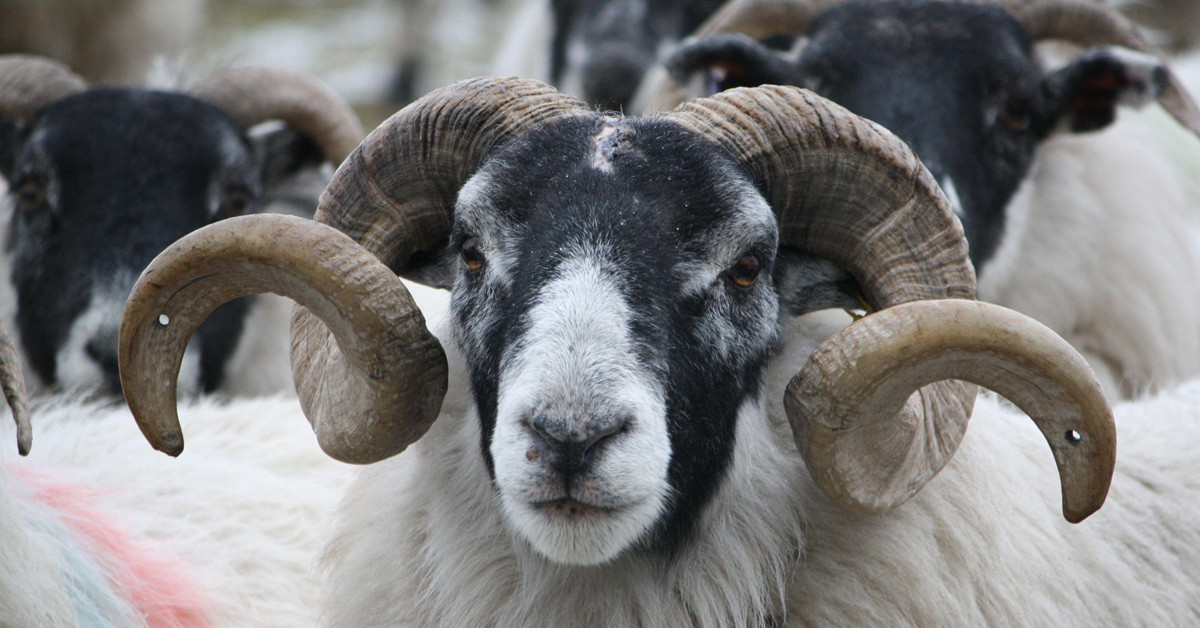 Mengü Besi Çiftliği