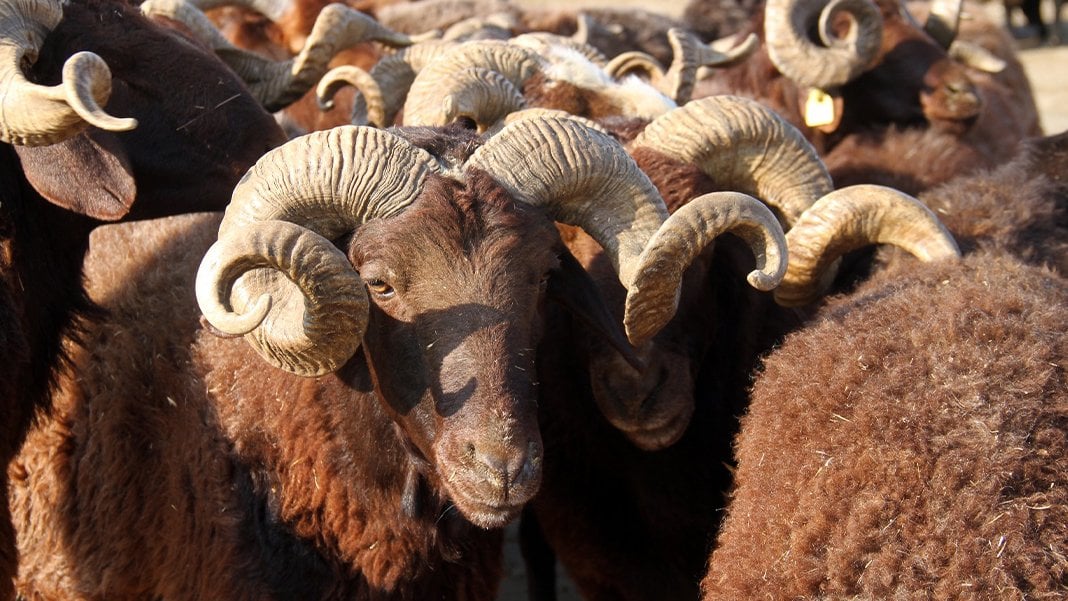 Mengü Besi Çiftliği