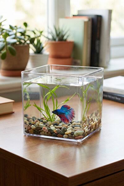 Ali Baba Pet Shop