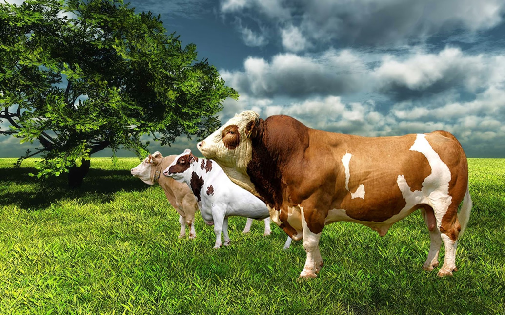 Mengü Besi Çiftliği