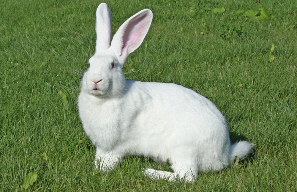 Özyay Hayvancılık