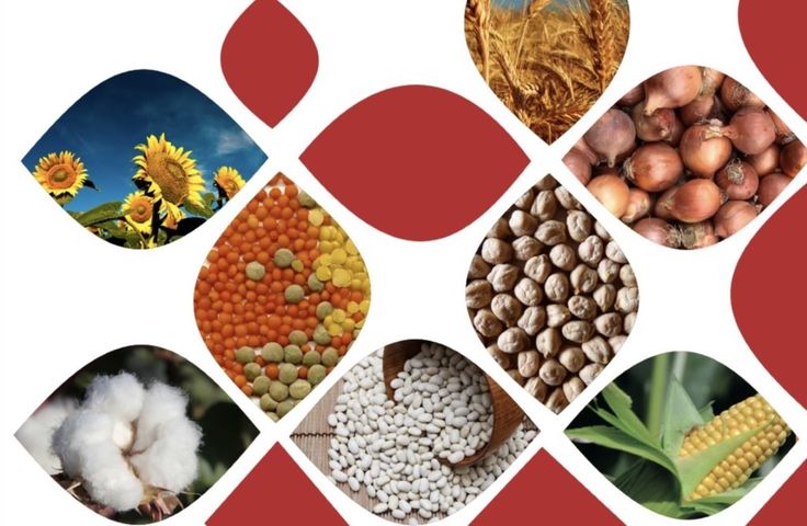 Bozdağı Tarım Ürüneri Tic. Ltd. Şti.