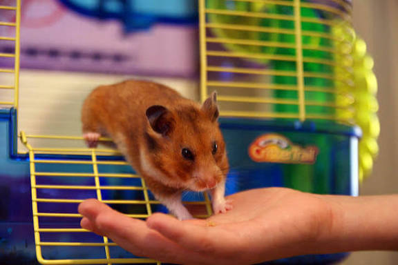 Ali Baba Pet Shop