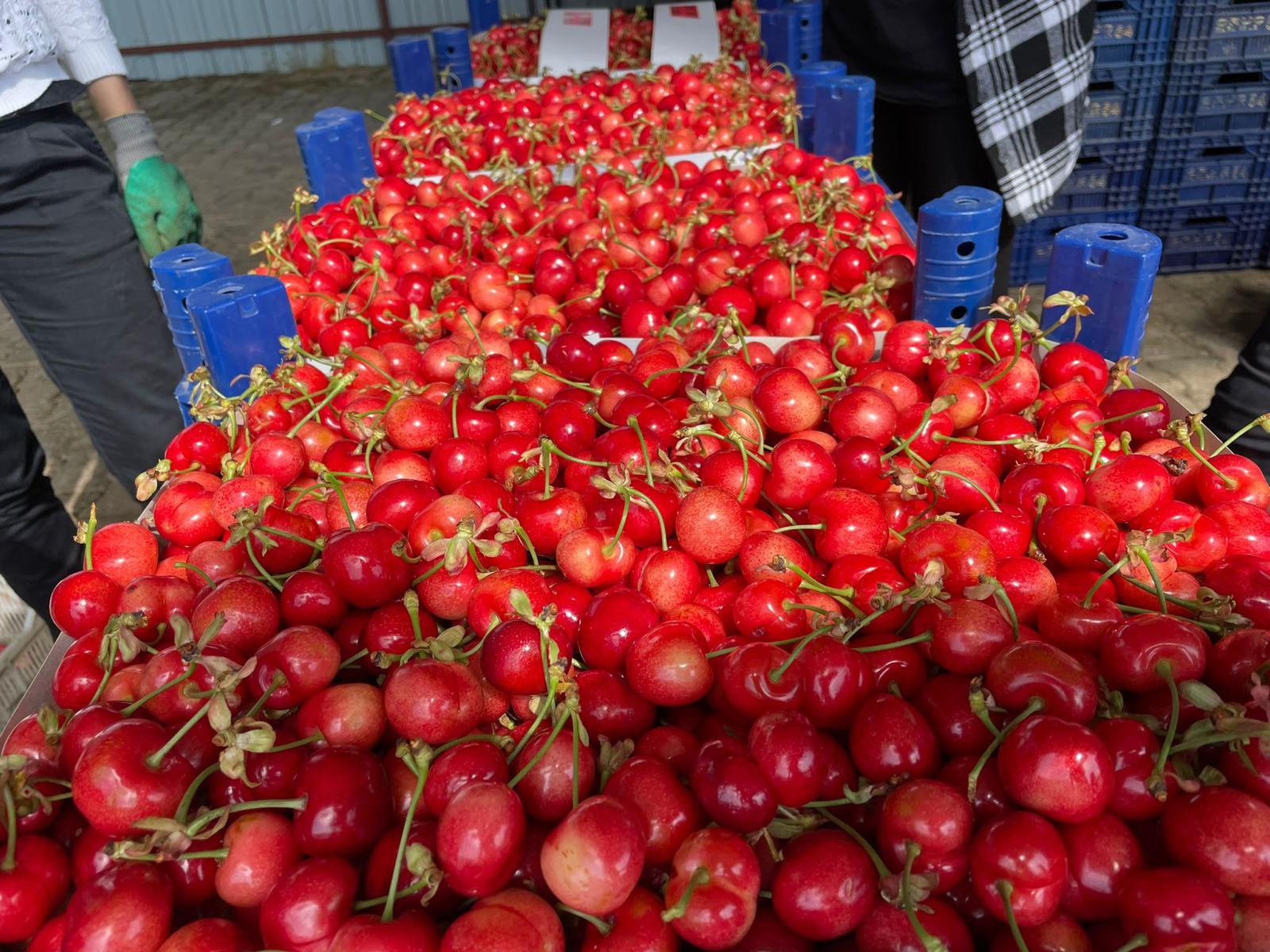 Kardeşler Nakliyat Ambarı