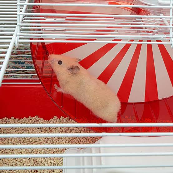 Ali Baba Pet Shop