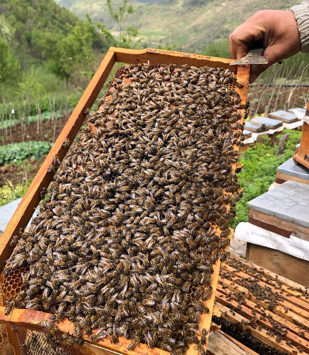 Karataş Arıcılık Bal Arı Üretim
