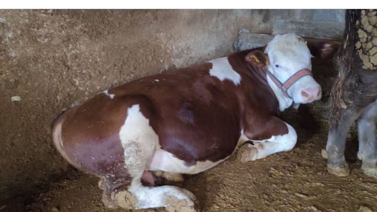 Ömer Özaras Besicilik