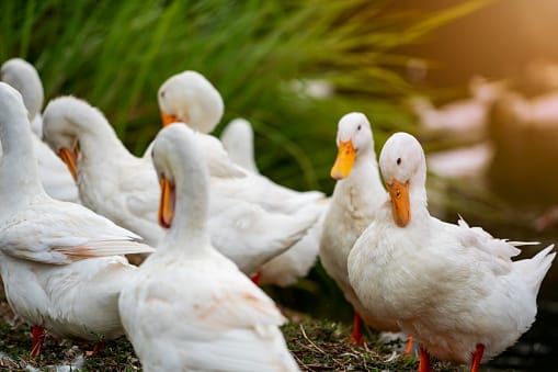 Özyay Hayvancılık