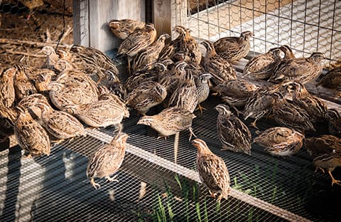 Özyay Hayvancılık