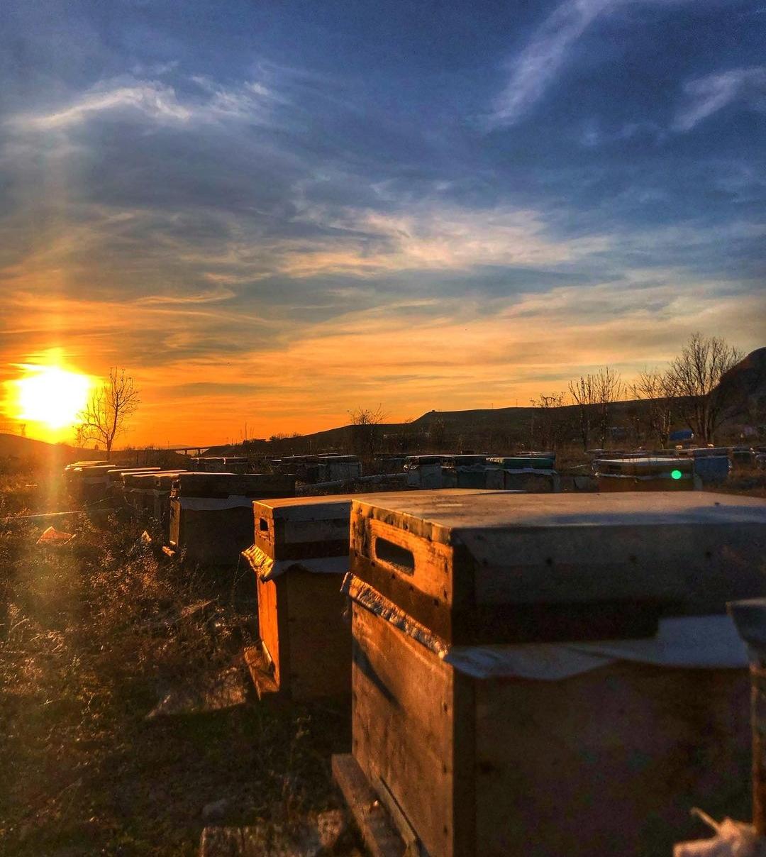 Karataş Arıcılık Bal Arı Üretim