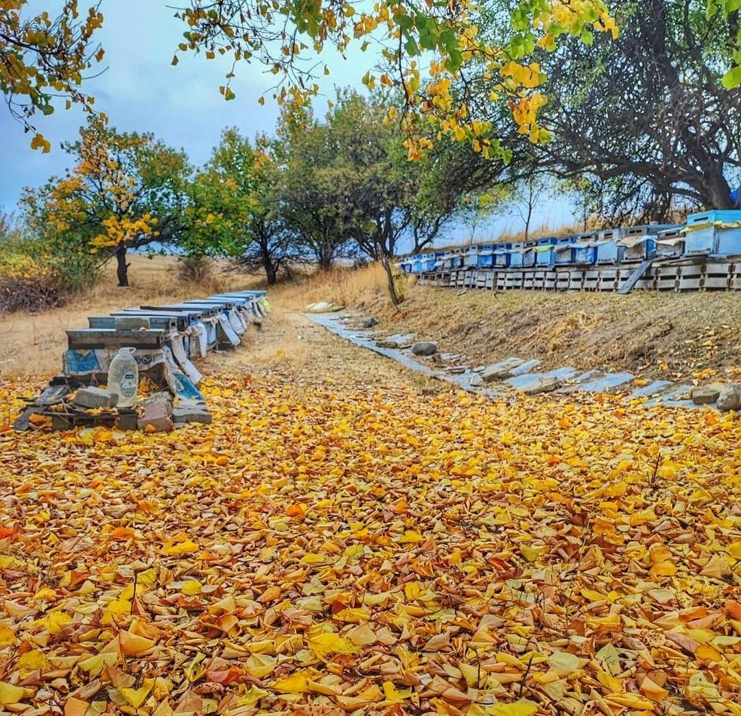 Karataş Arıcılık Bal Arı Üretim