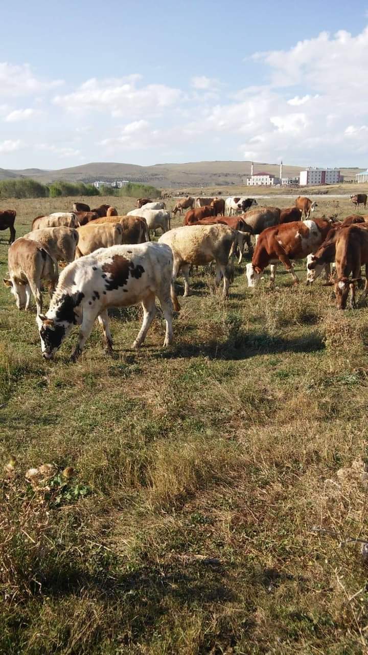 Yusufoğlu Hayvancılık