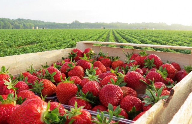 Ay Tarım Çilek Bahçesi