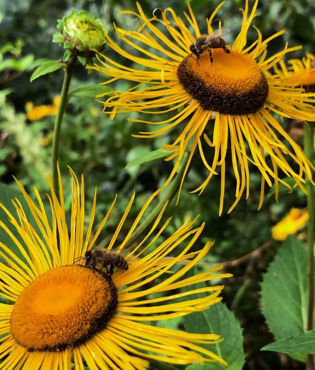 Karataş Arıcılık Bal Arı Üretim
