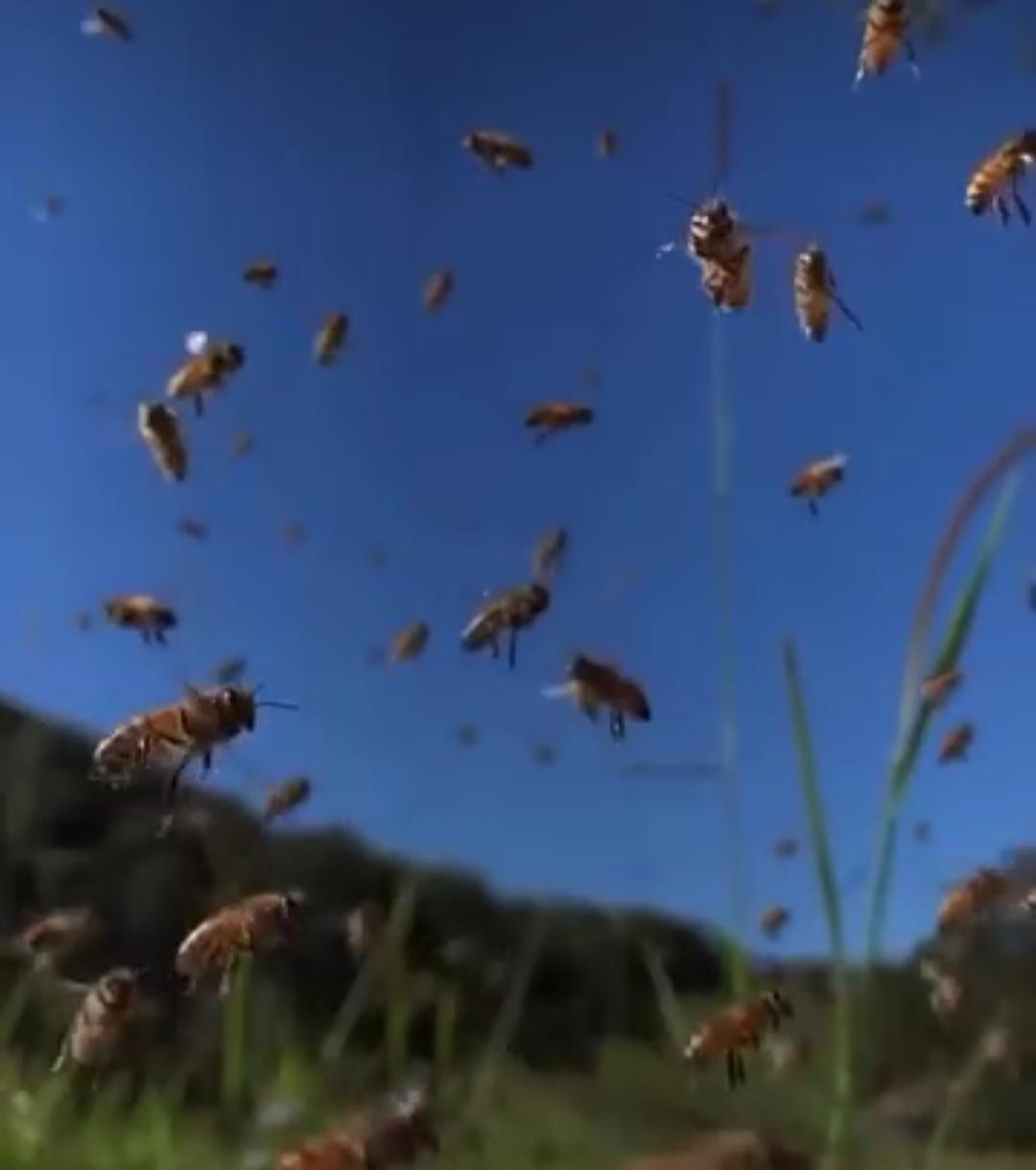 Karataş Arıcılık Bal Arı Üretim