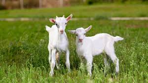 Halil Usta Kurbancılık