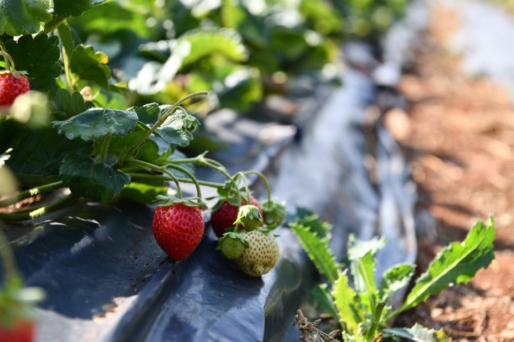 Ay Tarım Çilek Bahçesi