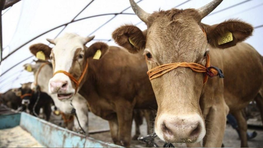 Mengü Besi Çiftliği