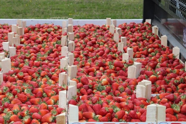 Ay Tarım Çilek Bahçesi