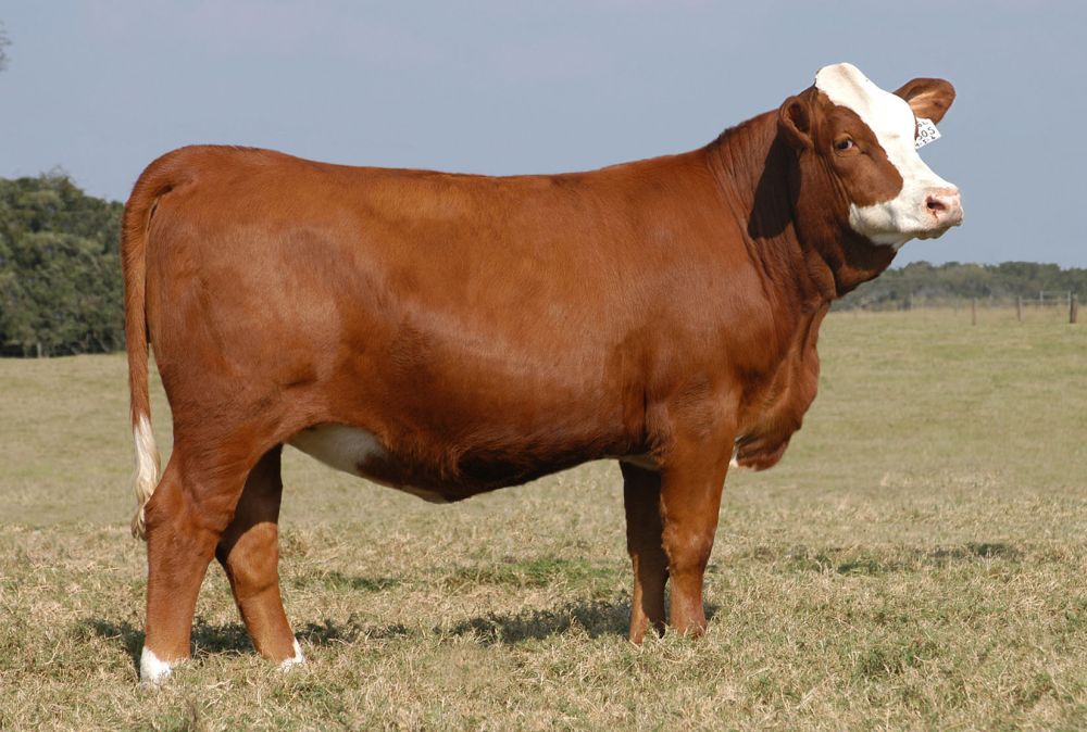 Mengü Besi Çiftliği