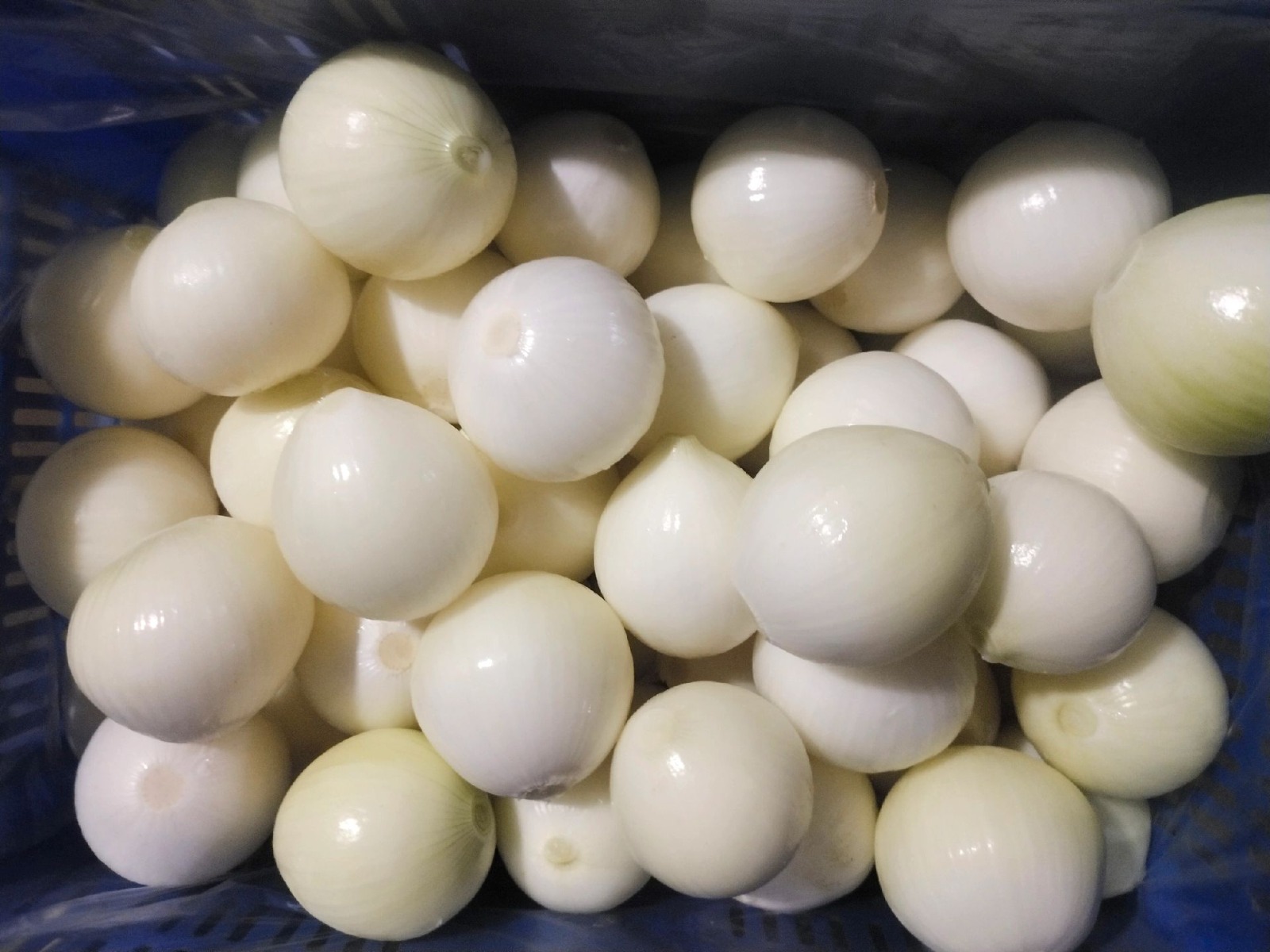 Ak Gıda Organik Tarım