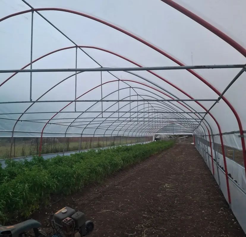 Zyn Tingöz Seracılık