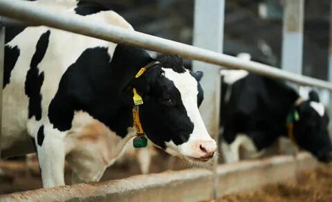 Kozlar Tarım ve Hayvancılık