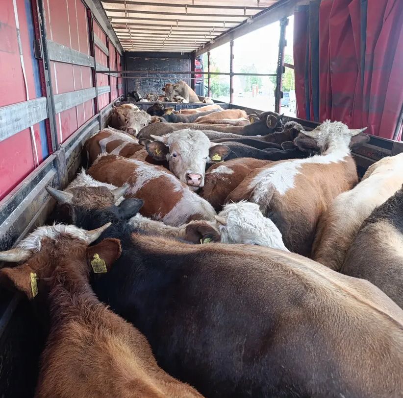 Gökçek Hayvancılık