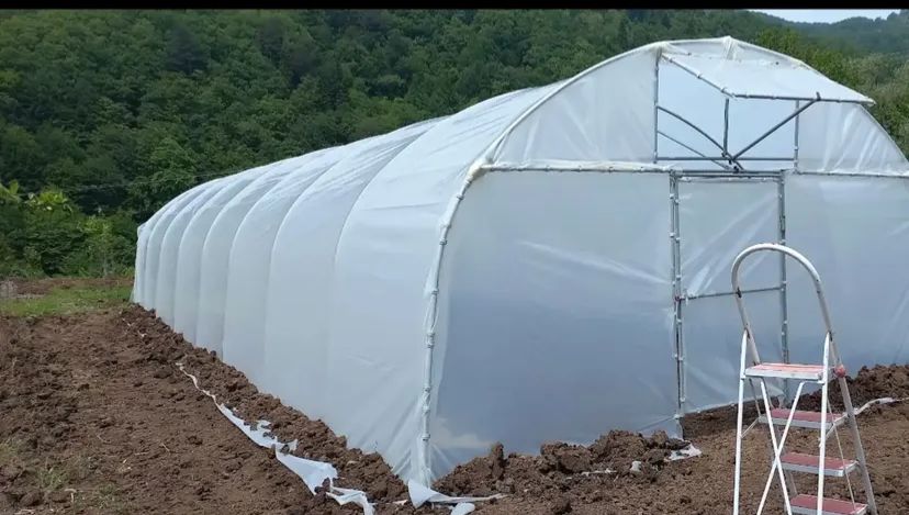 Zyn Tingöz Seracılık