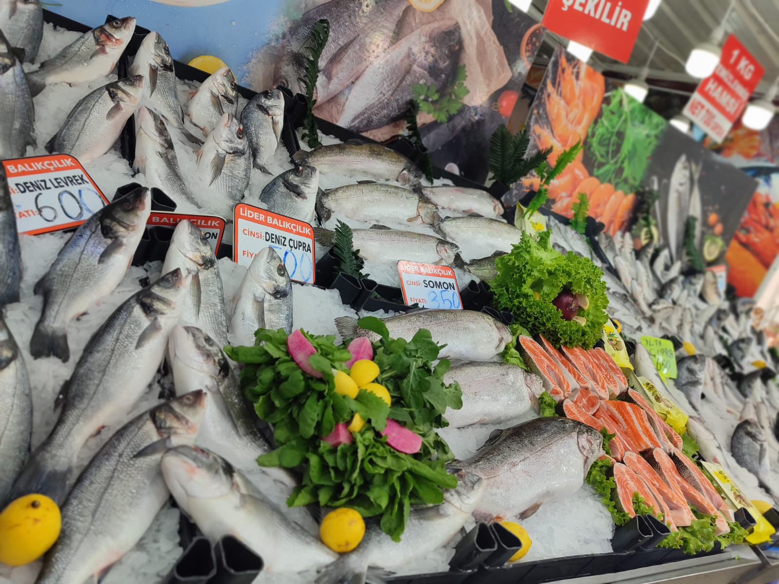 Lider Balıkçılık