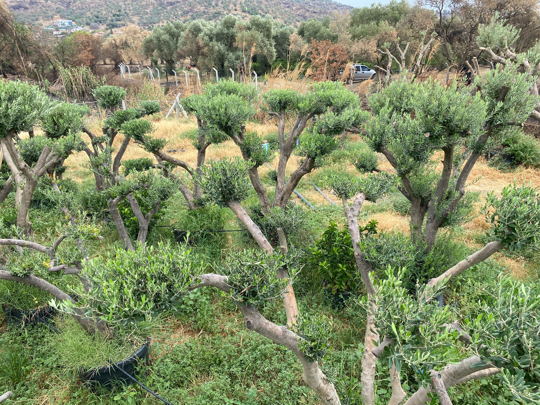 Akbaş Zeytincilik ve Peyzaj