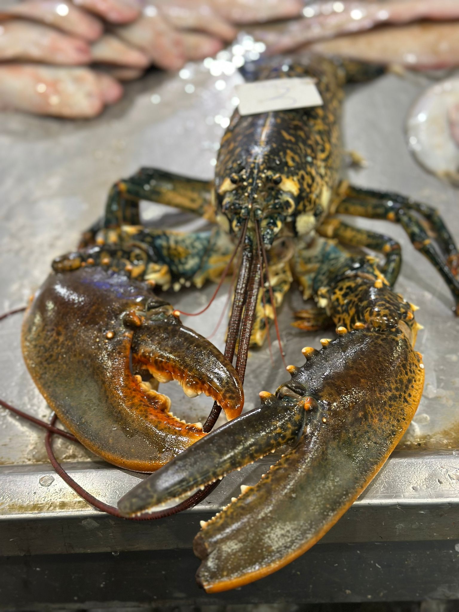 Okyanus Balıkçılık 