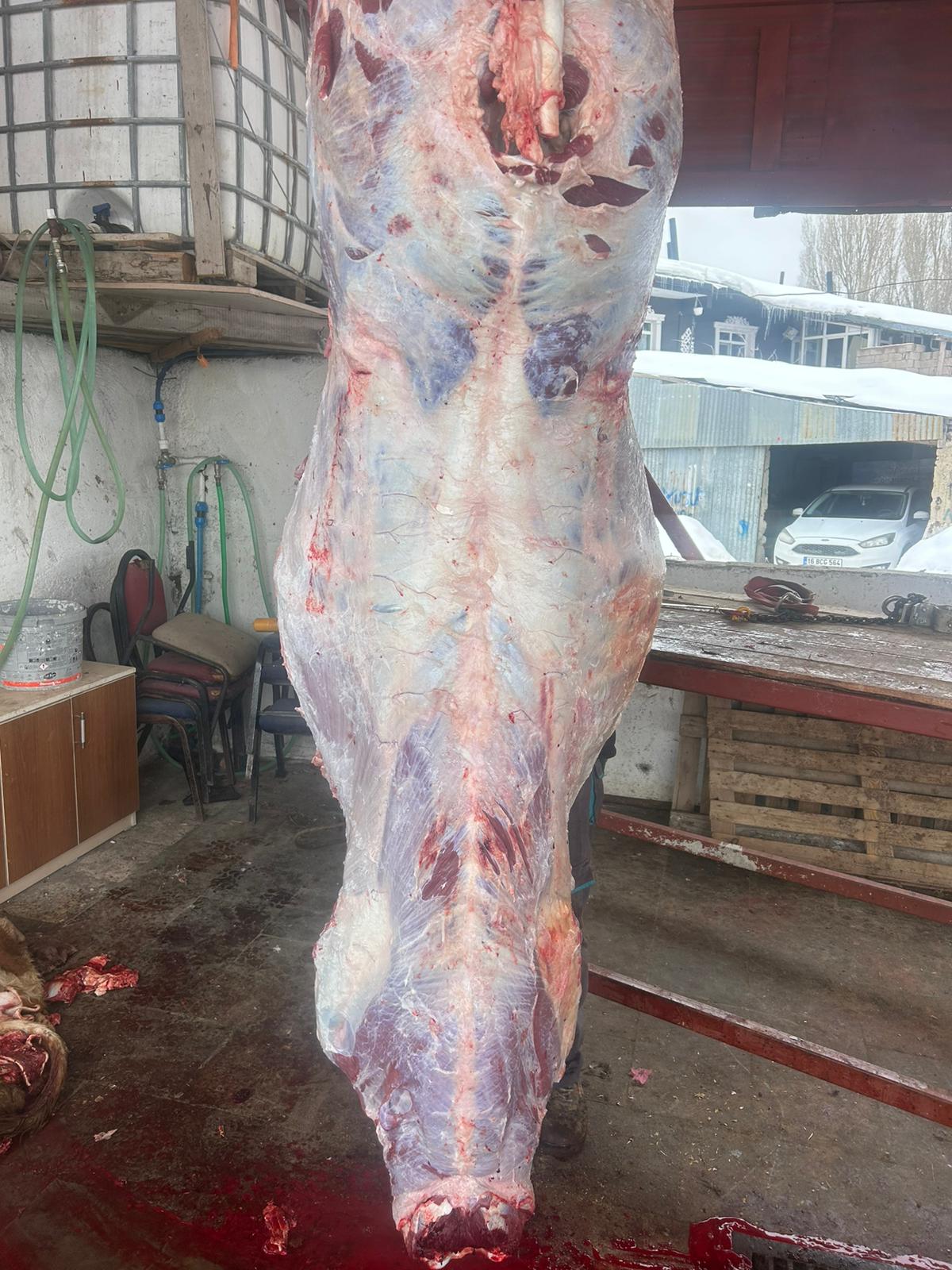 Kanarya Hayvancılık