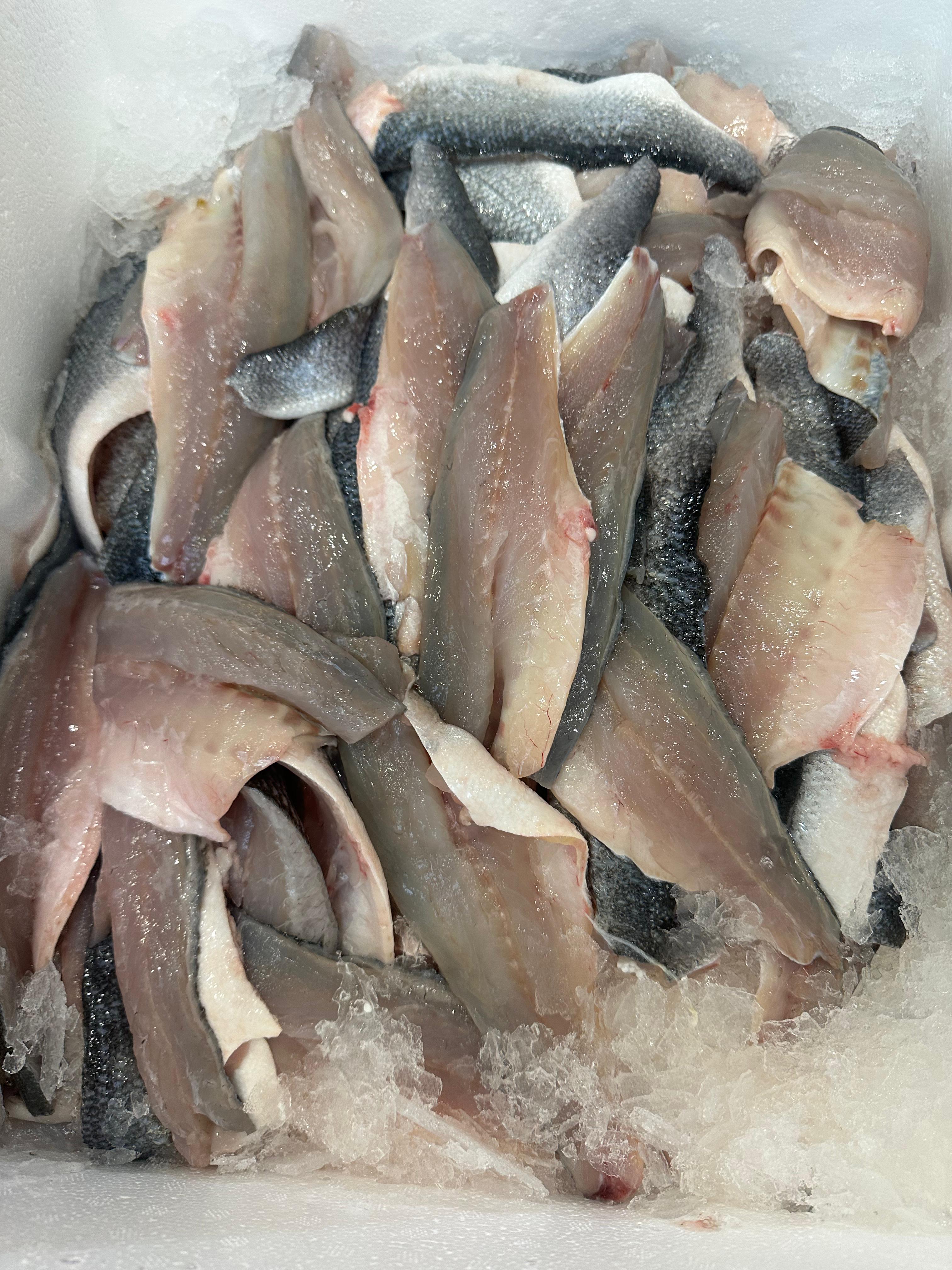 Okyanus Balıkçılık 